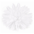 05304 White Flower Duck Clip / Brooch