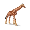 Girafføl