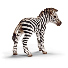 Zebra Føl