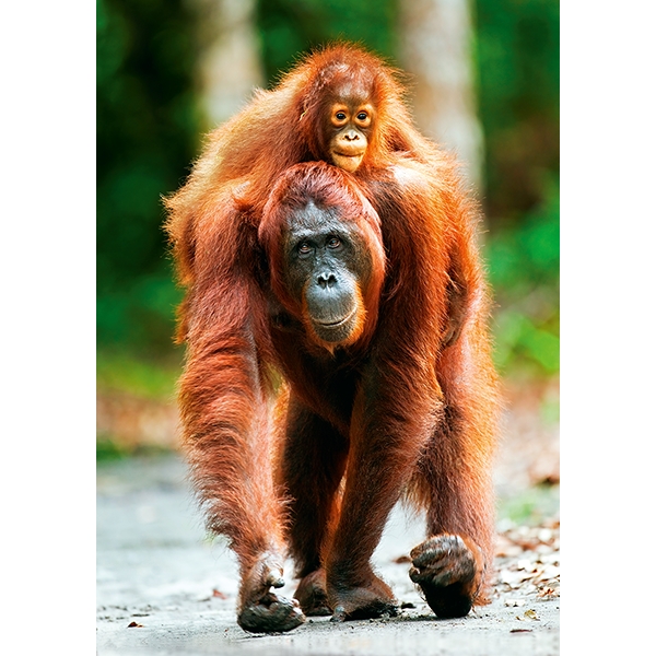 Puslespil 1000 Brikker Orangutang (Billede 1 af 2)