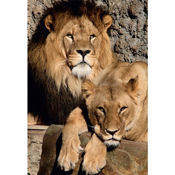 Puslespil 1000 Brikker Lions (Billede 2 af 4)