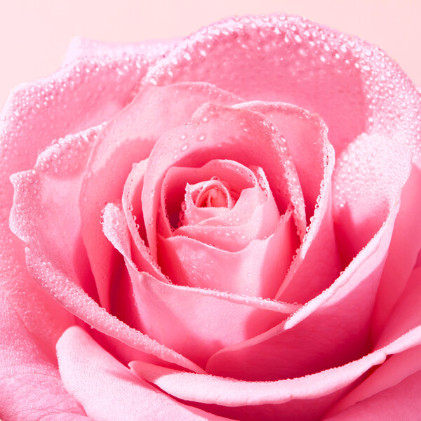 Very Rose Radiance Face Scrub (Billede 3 af 4)