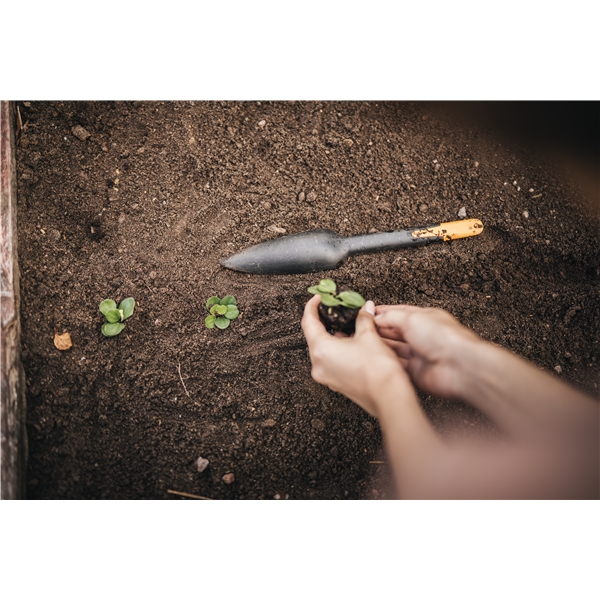 Solid Planteske (Billede 6 af 8)