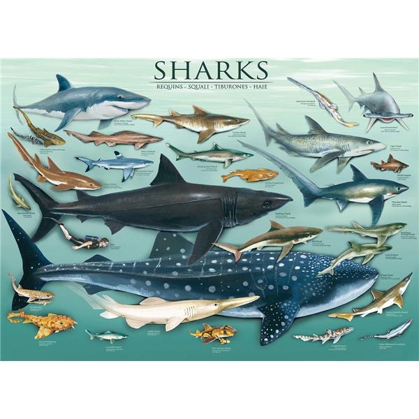 Puslespil 1000 Brikker Sharks (Billede 2 af 2)