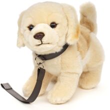 Golden Retriever med snor