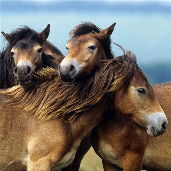 Puslespil 3 x 49 Brikker Loving Horses (Billede 4 af 4)