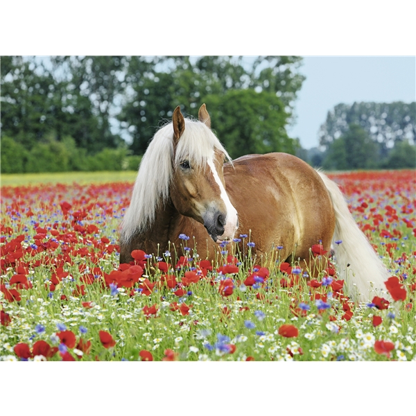 Puslespil 500 Brikker Horse in the Poppy Field (Billede 2 af 2)